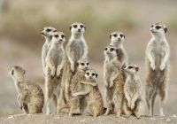 There are many variations