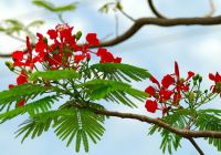 There are many variations